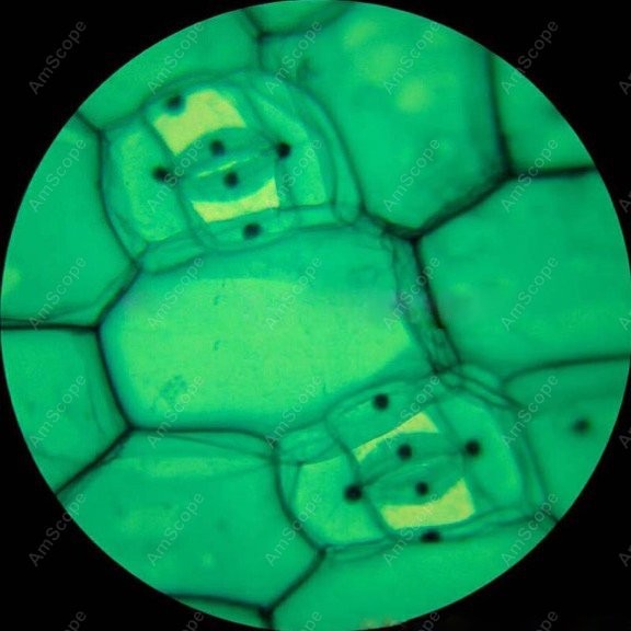 AmScope M148シリーズ 生物科学学生用単眼複合顕微 - Microscope Compound 40X のレビューと価格